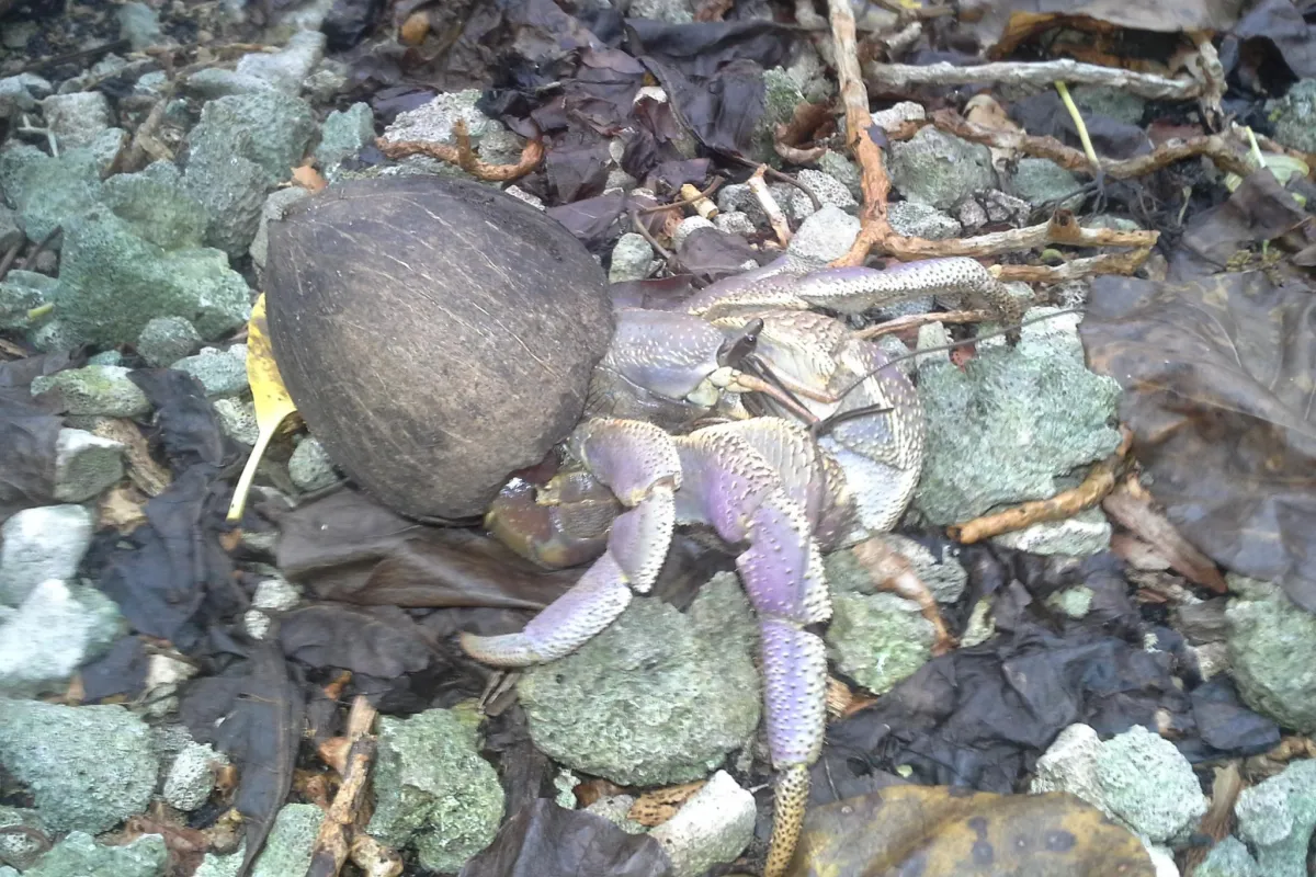 Il est reconnaissable grâce à sa couleur qui est une gamme de pourpres et à son pédoncule cylindrique