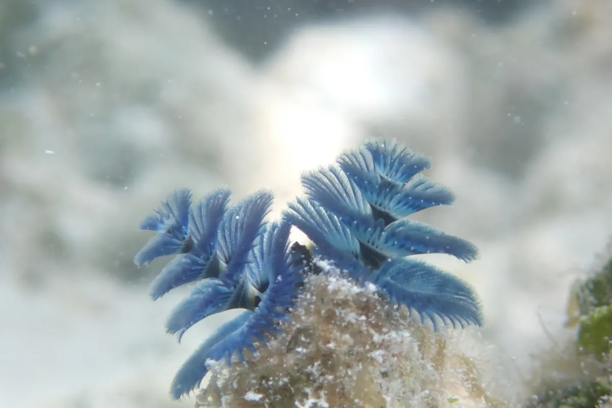 Each worm has two brightly colored crowns that protrude from its tube-like body.