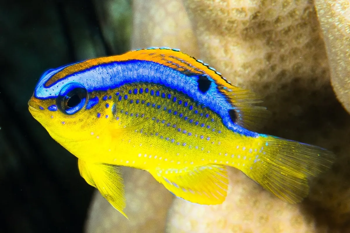 Photo ©François Libert CC BY-NC-SA Ce petit poisson demoiselle tient son nom de son habitat favori : les zones agitées du lagon.