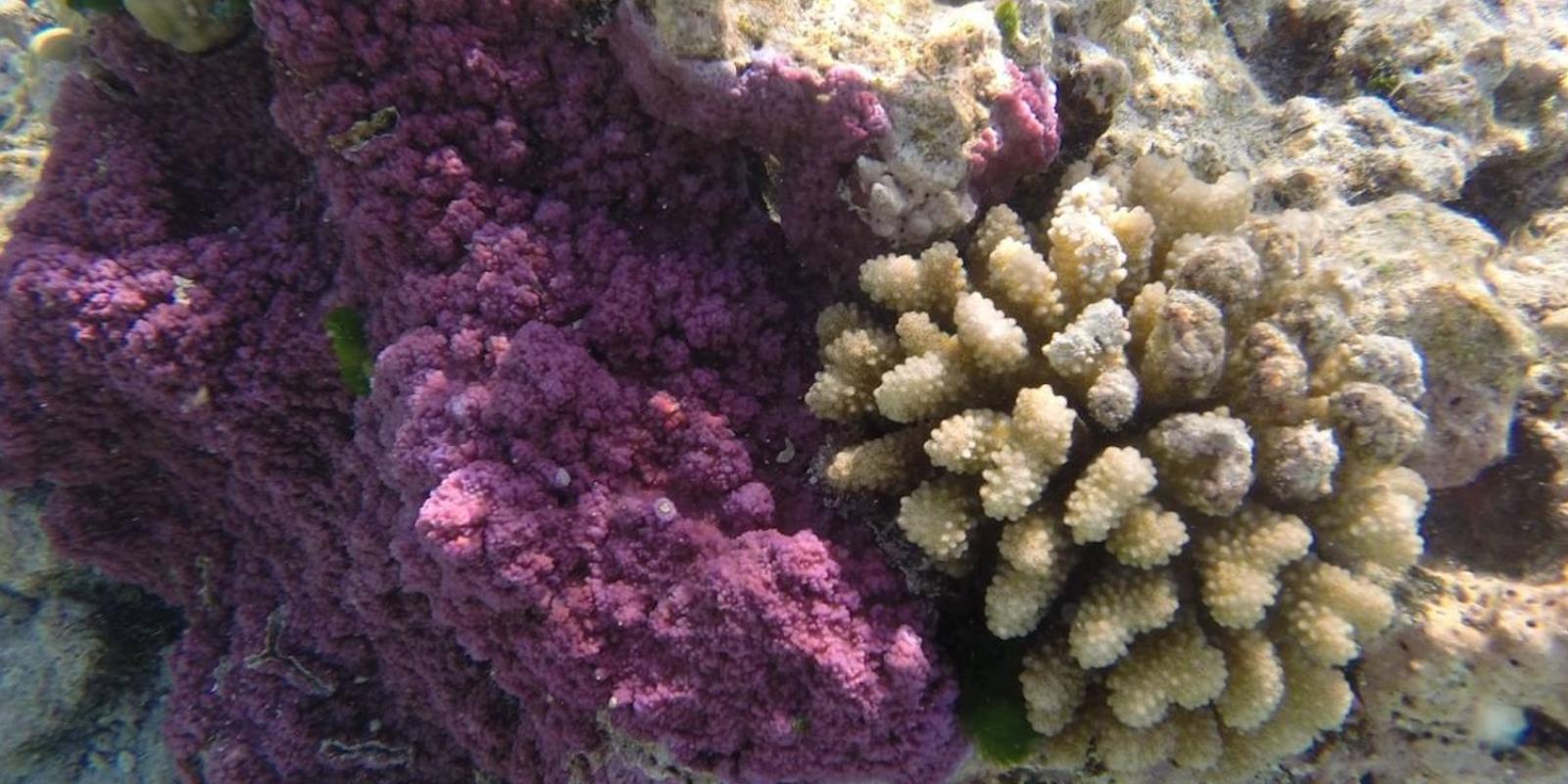 coral in Tetiaroa's lagoon