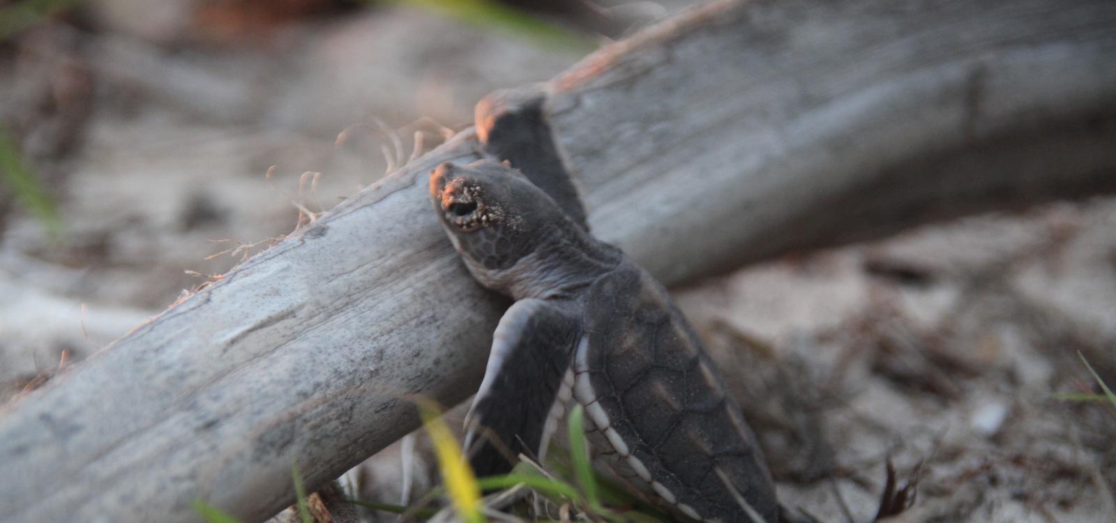 Cocon bébé TORTUE