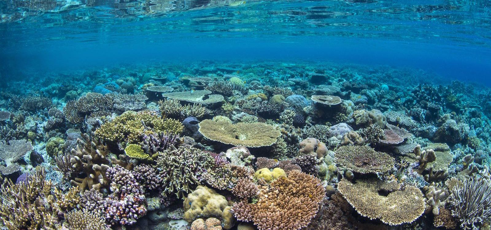 coral reef - photo credit Alex Mustard