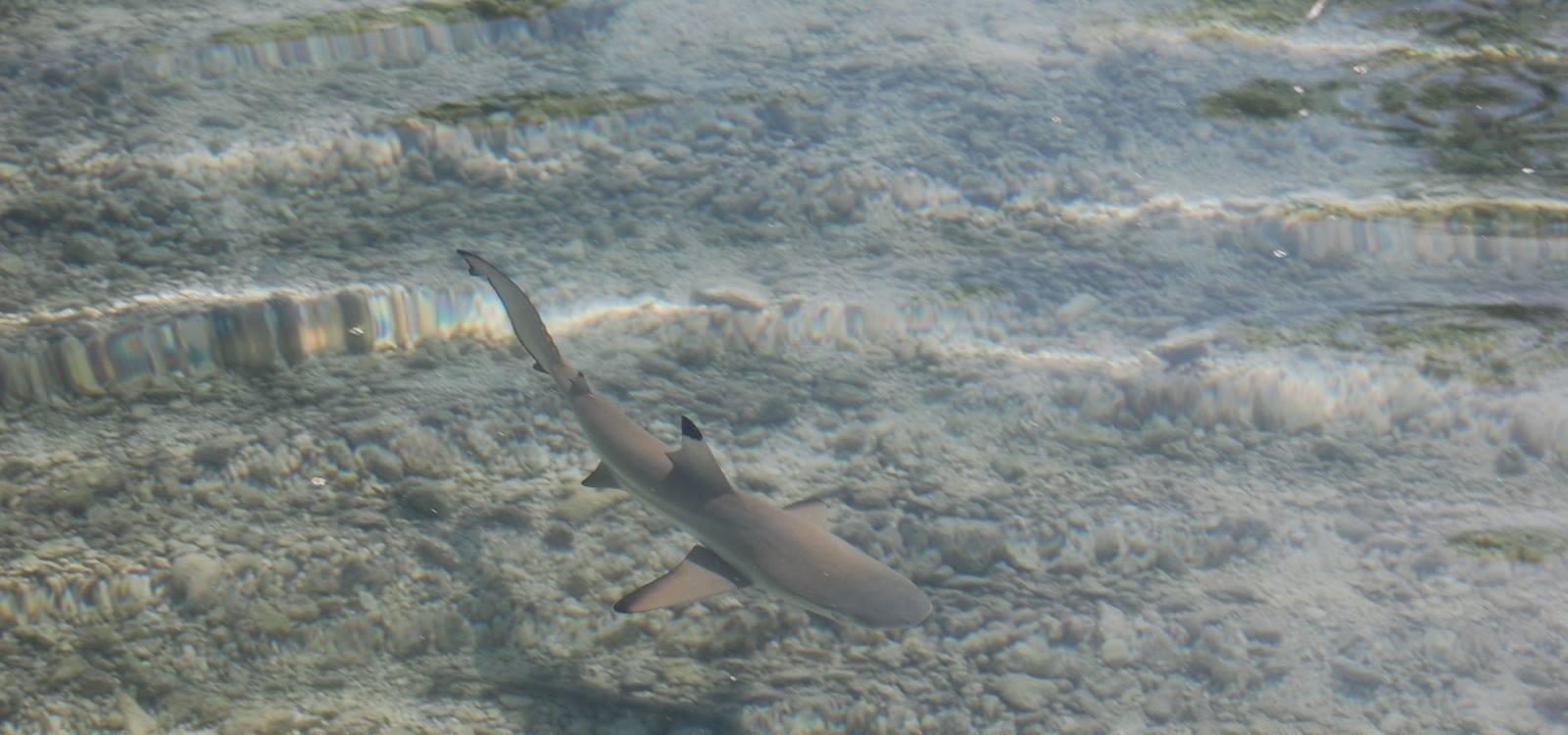 blacktip reef shark
