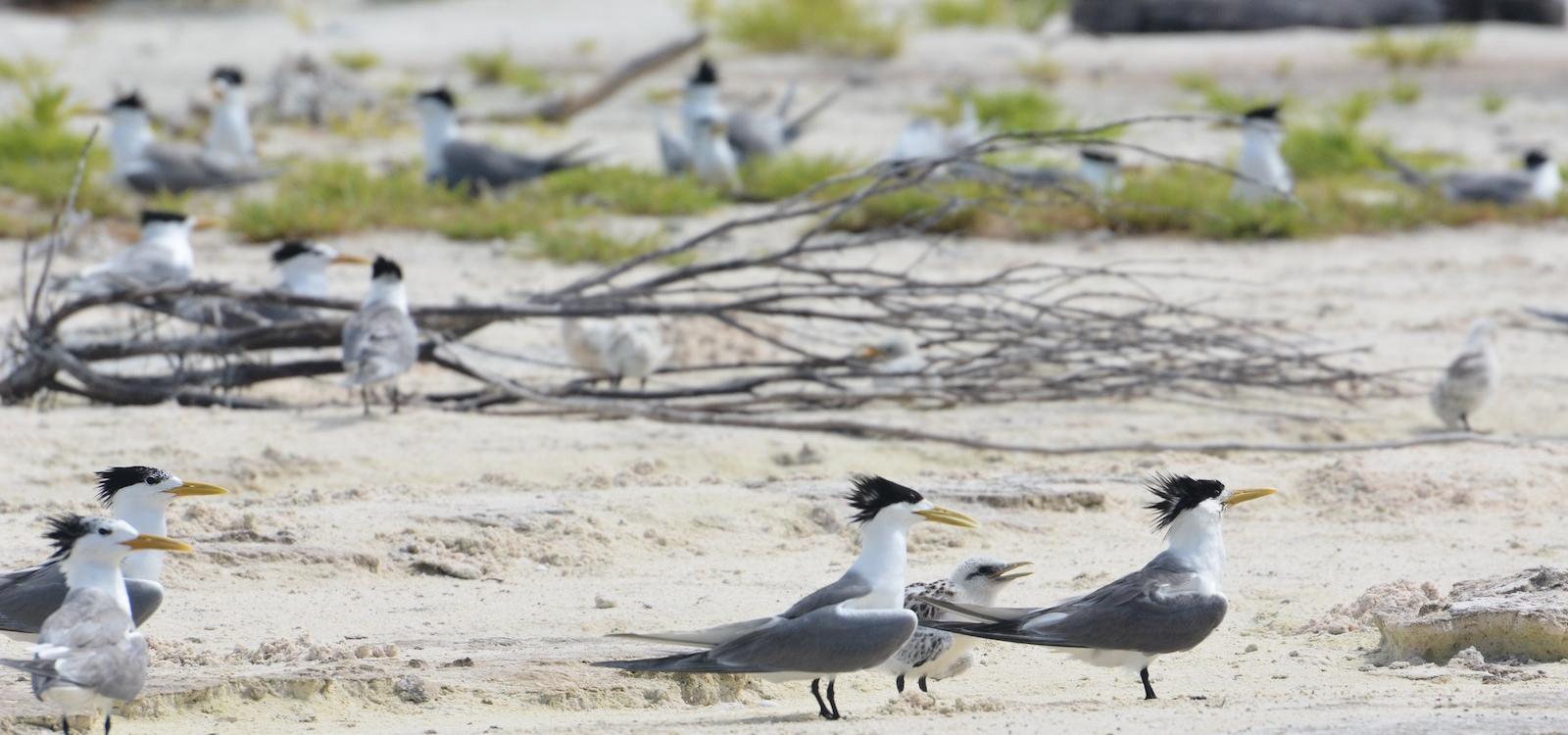 crested terns on Tetiaroa Atoll