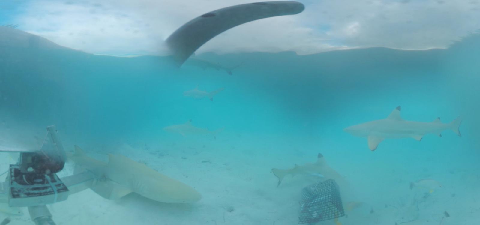 underwater images of sharks on tetiaroa atoll