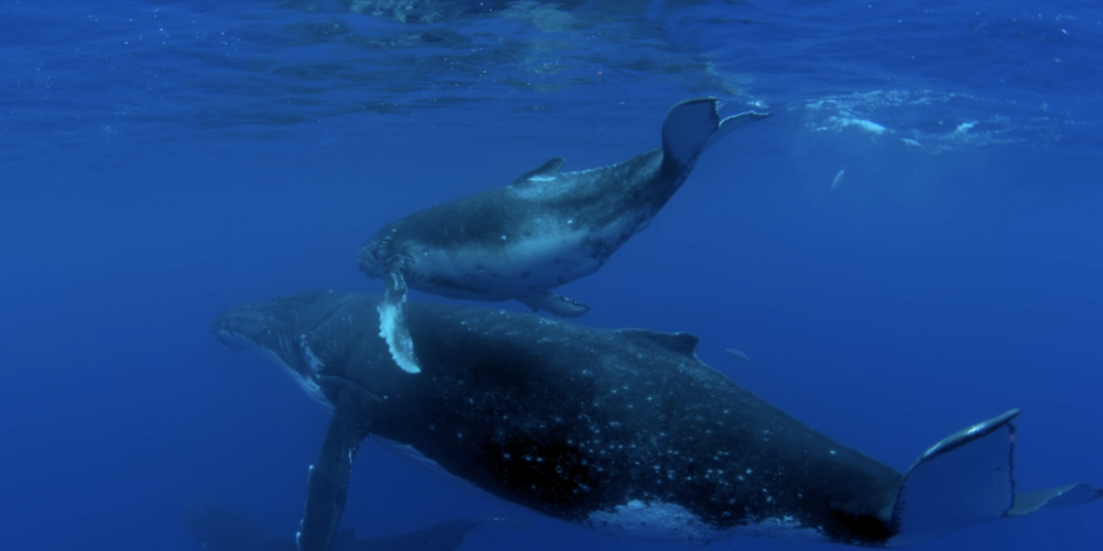 whale mama and calf
