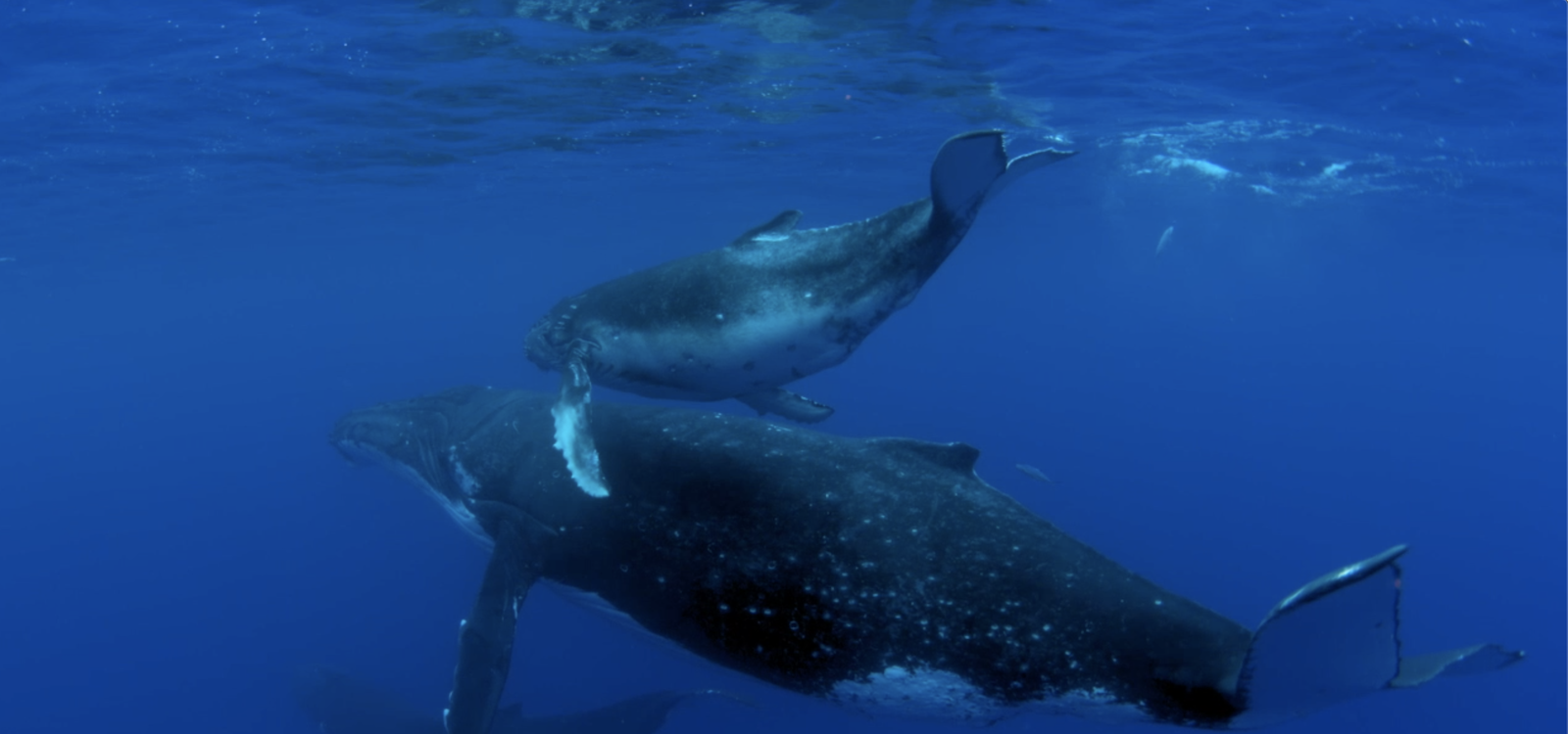 whale mama and calf