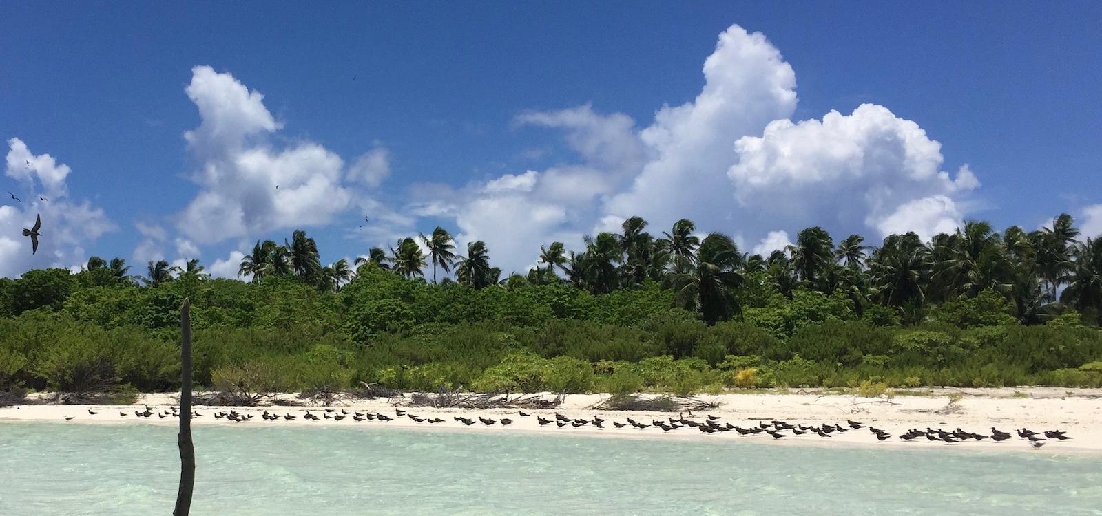 bird island, Tetiaroa atoll