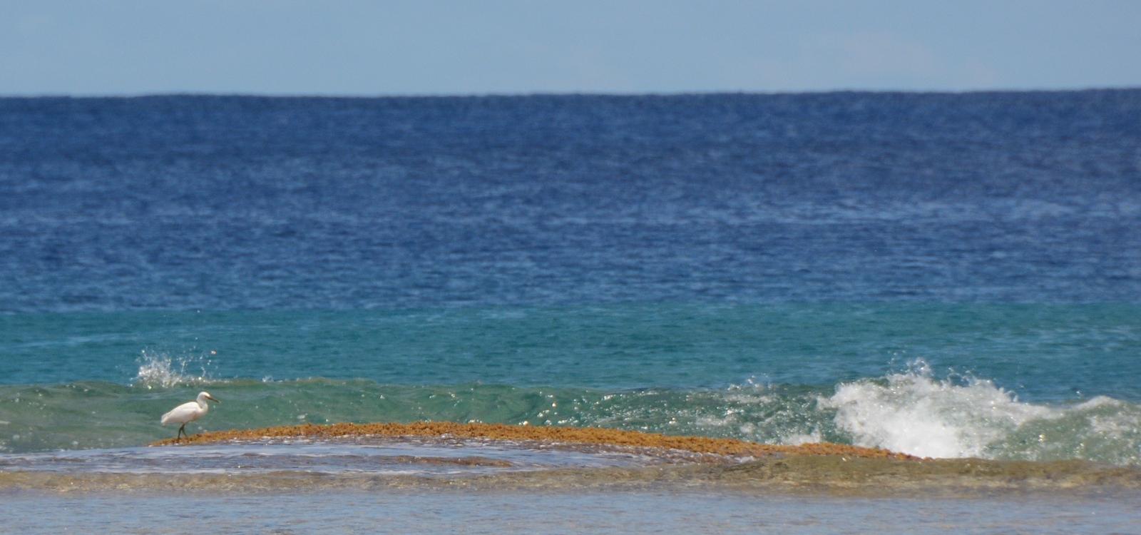 heron on the reef