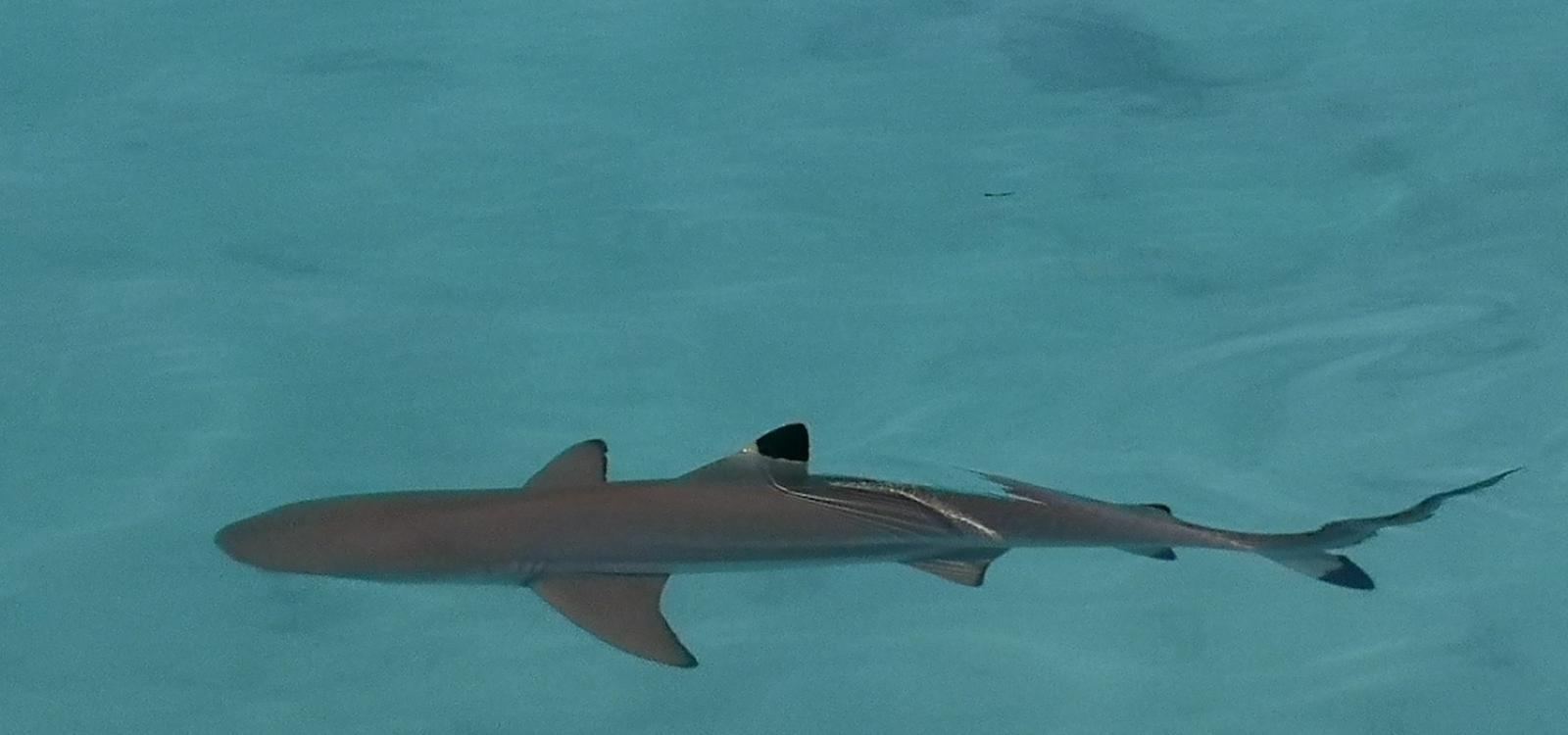 blacktip in the lagoon