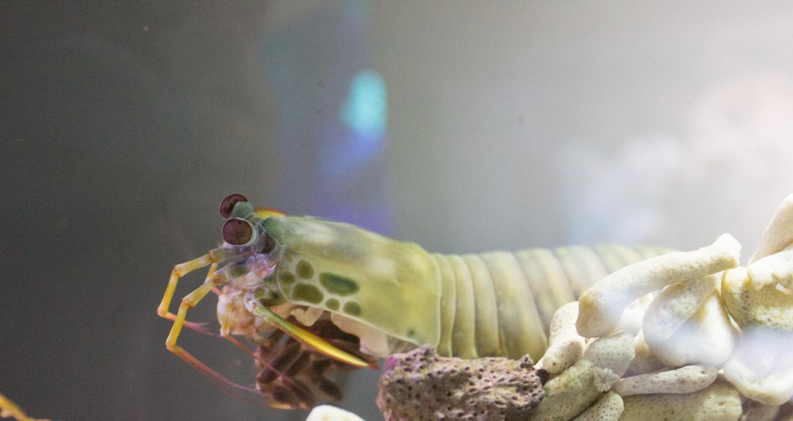 Mantis shrimp can live in aquariums