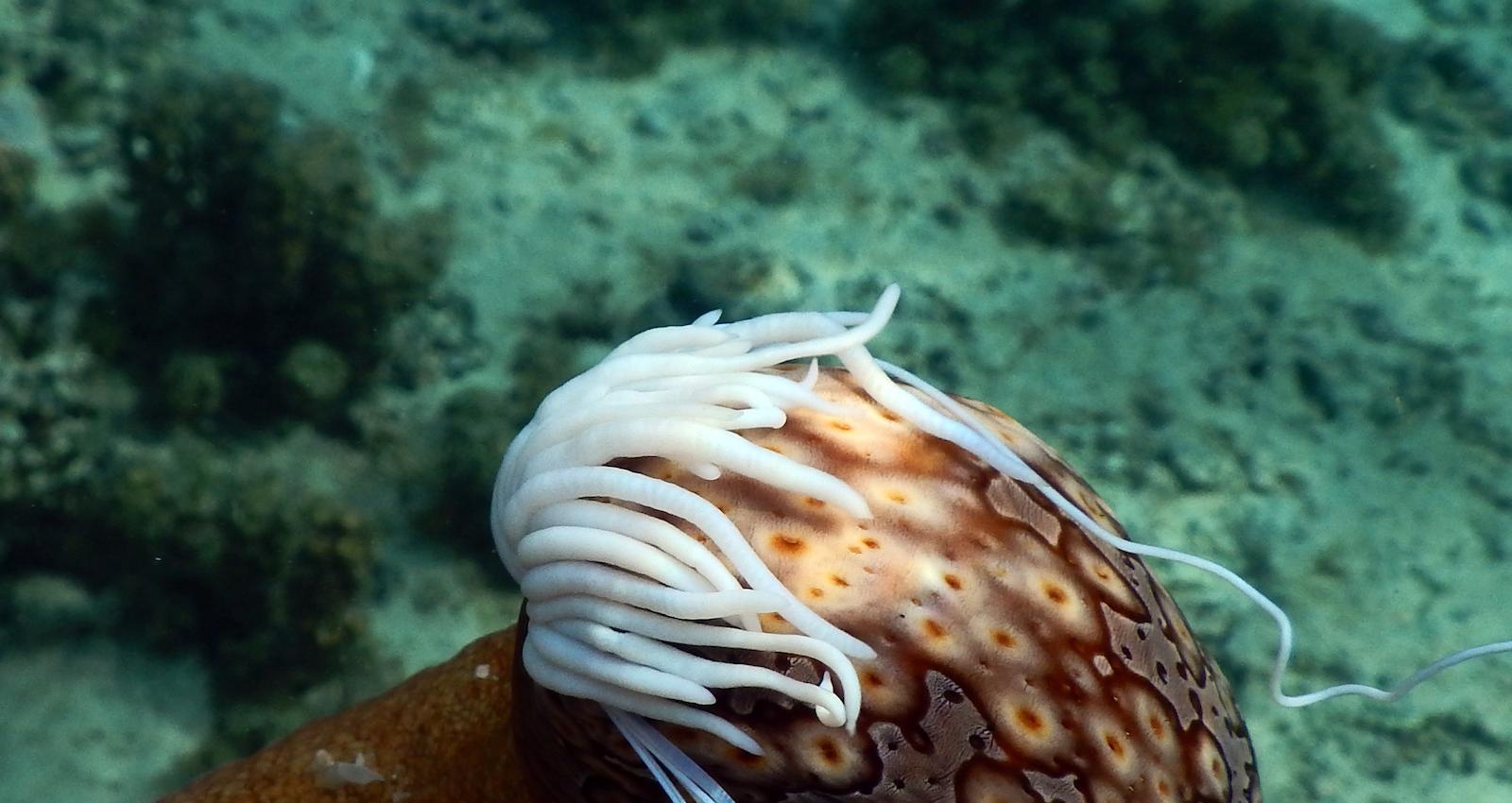 sea cucumber with sticky defense threads