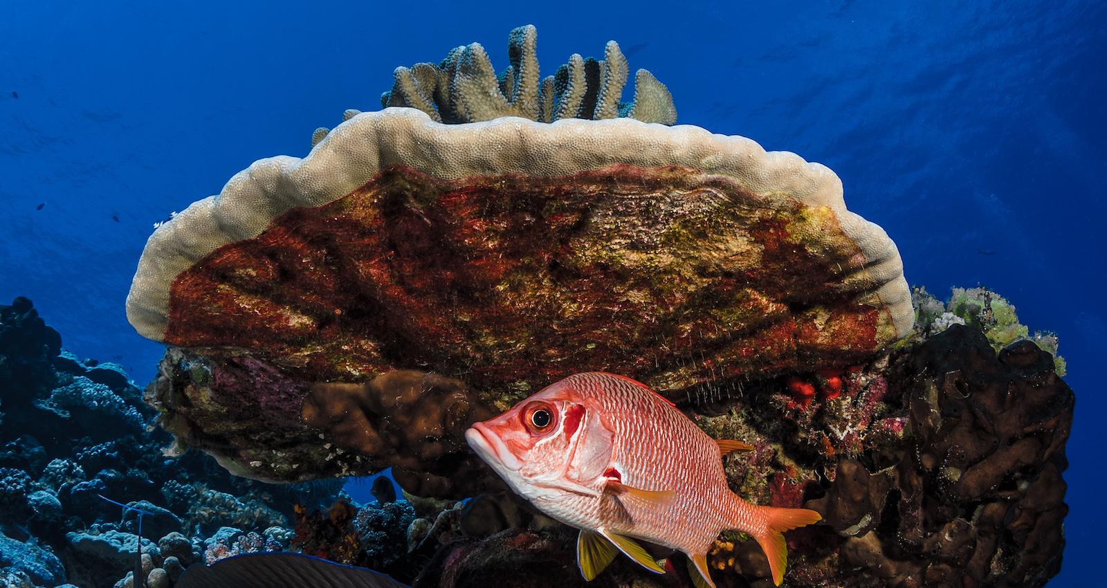 Apai under a coral head
