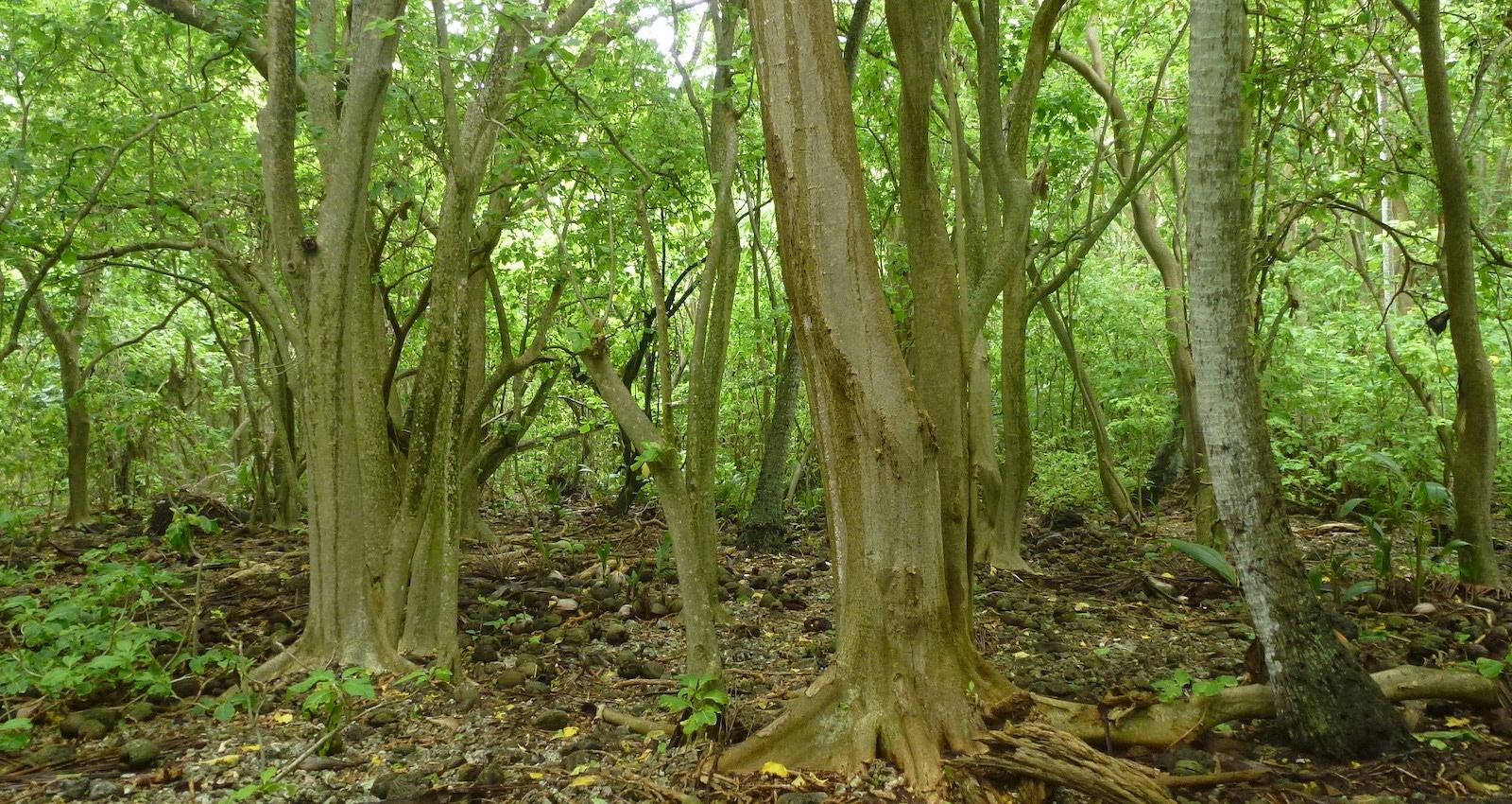 Pisonia forest