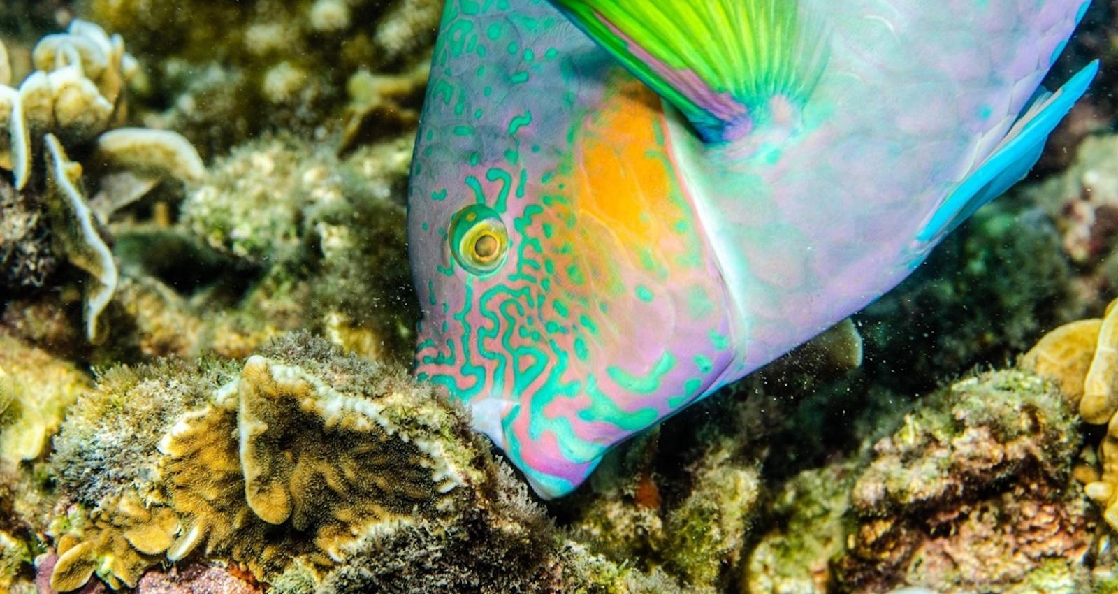 parrotfish eating algae