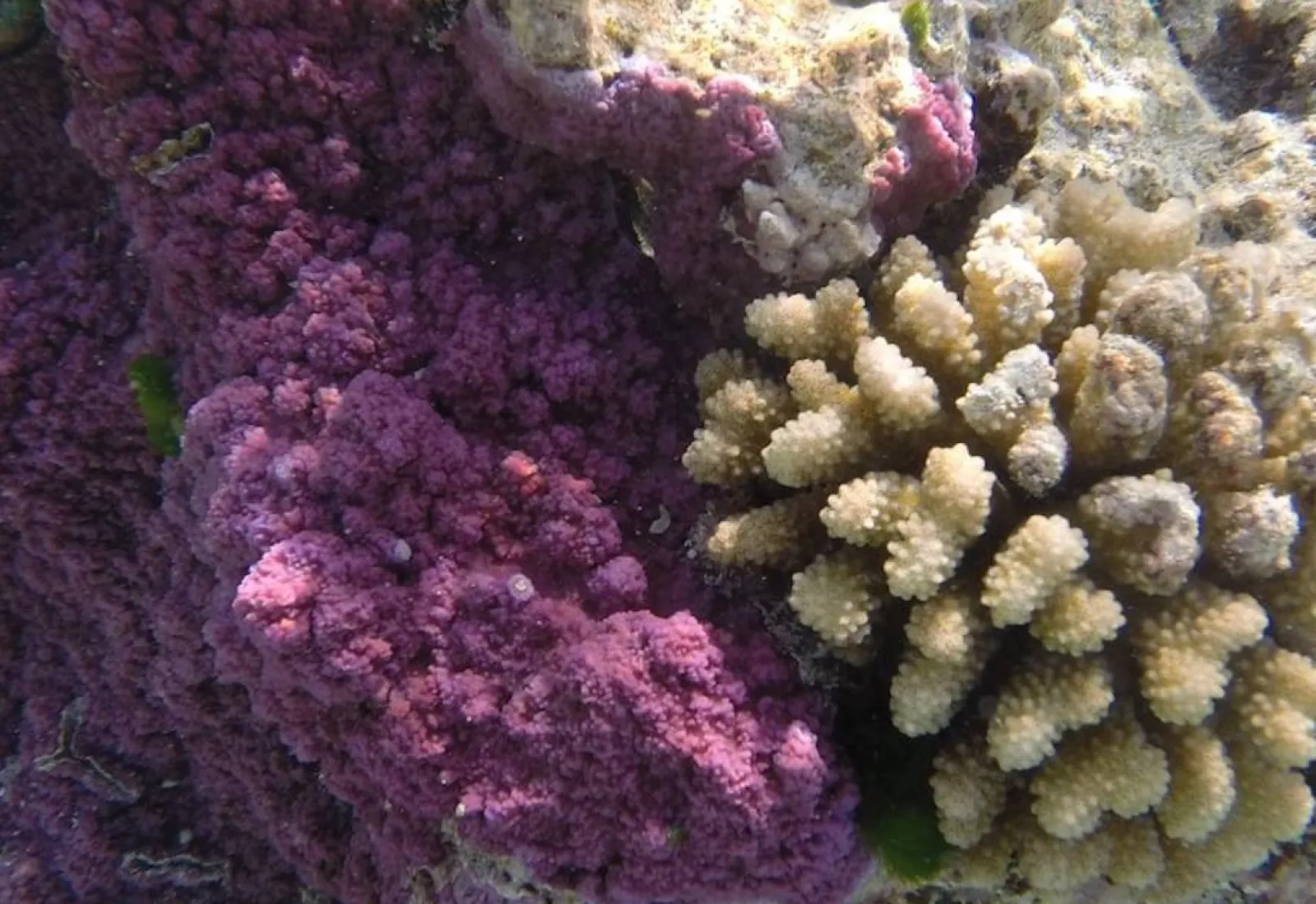 coral in Tetiaroa's lagoon