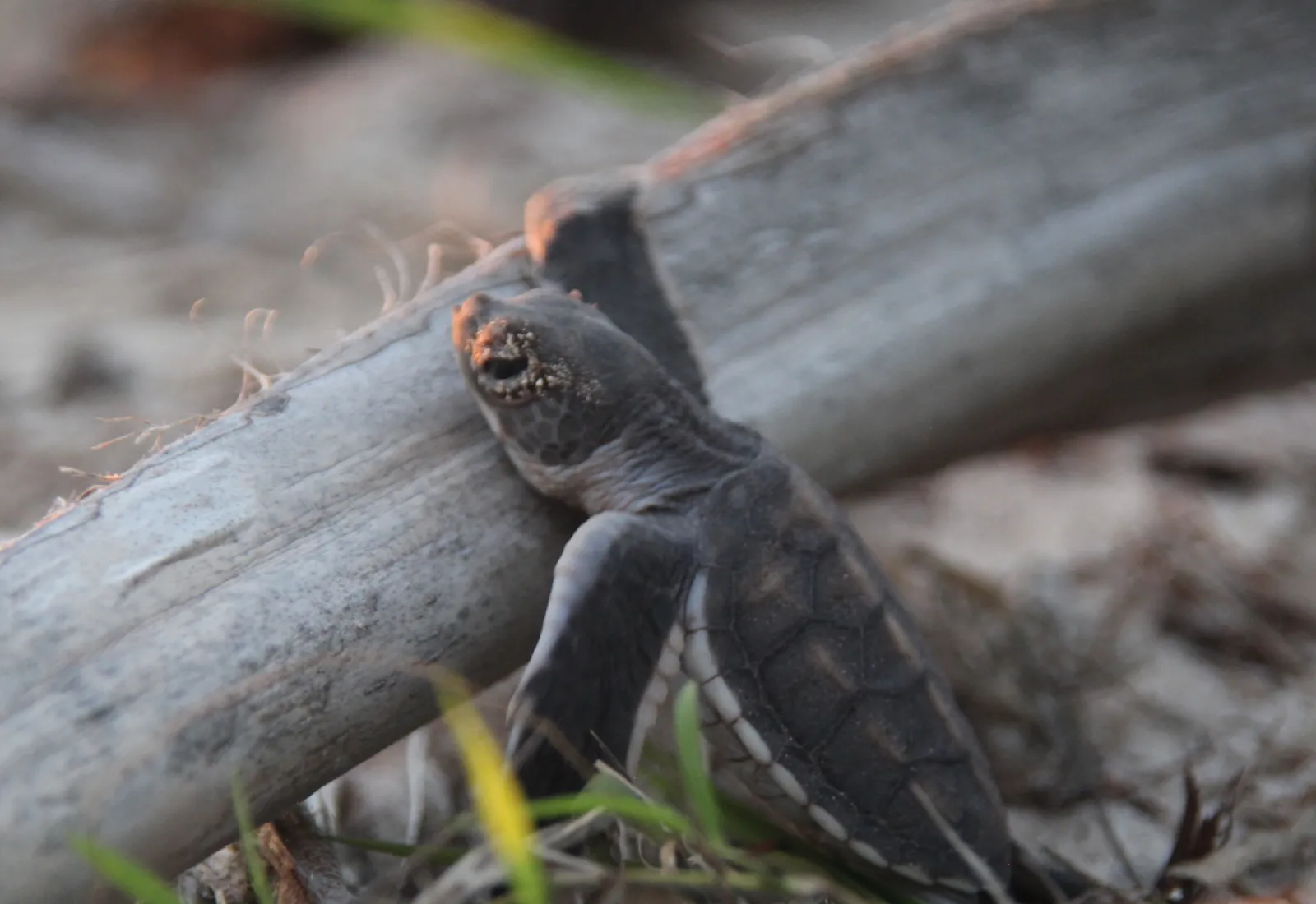 bébé tortue
