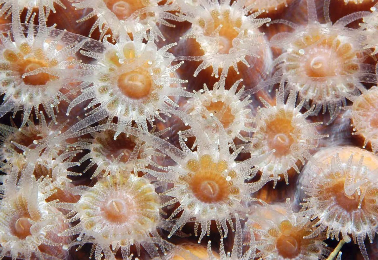 coral