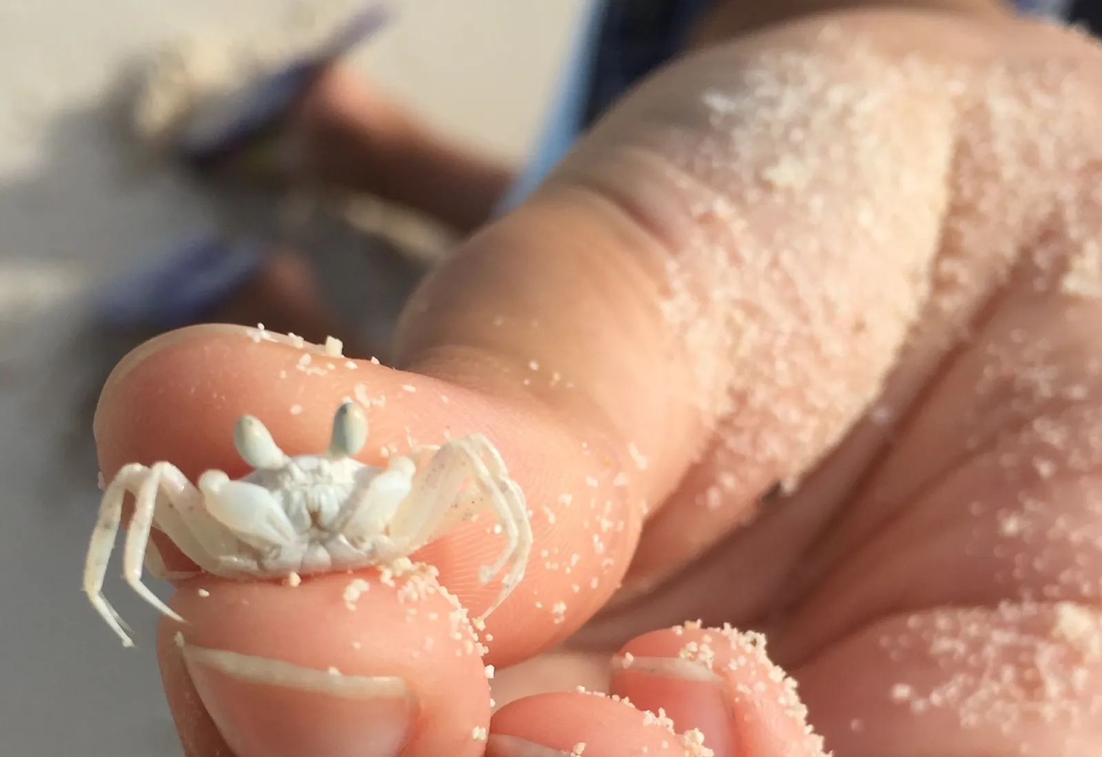 studying a ghost crab