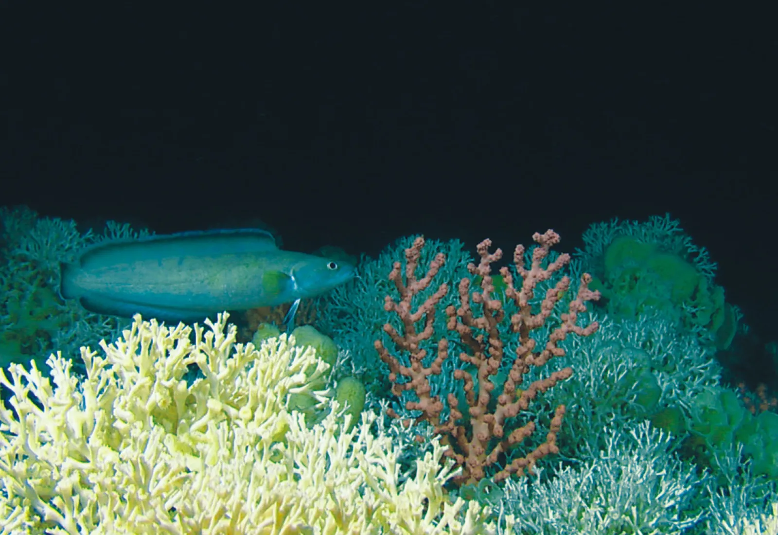 deep sea coral reef