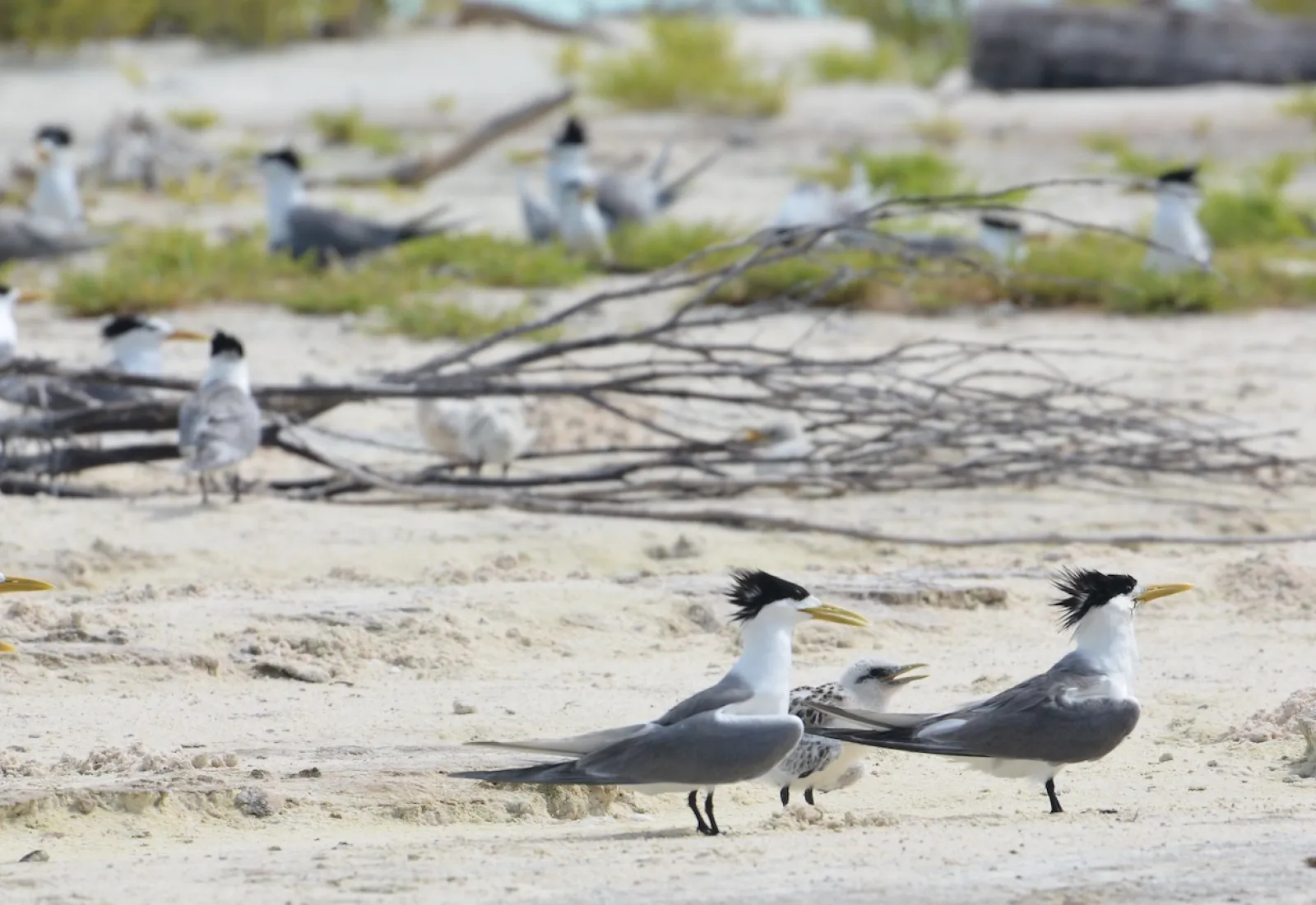 crested terns on Tetiaroa Atoll