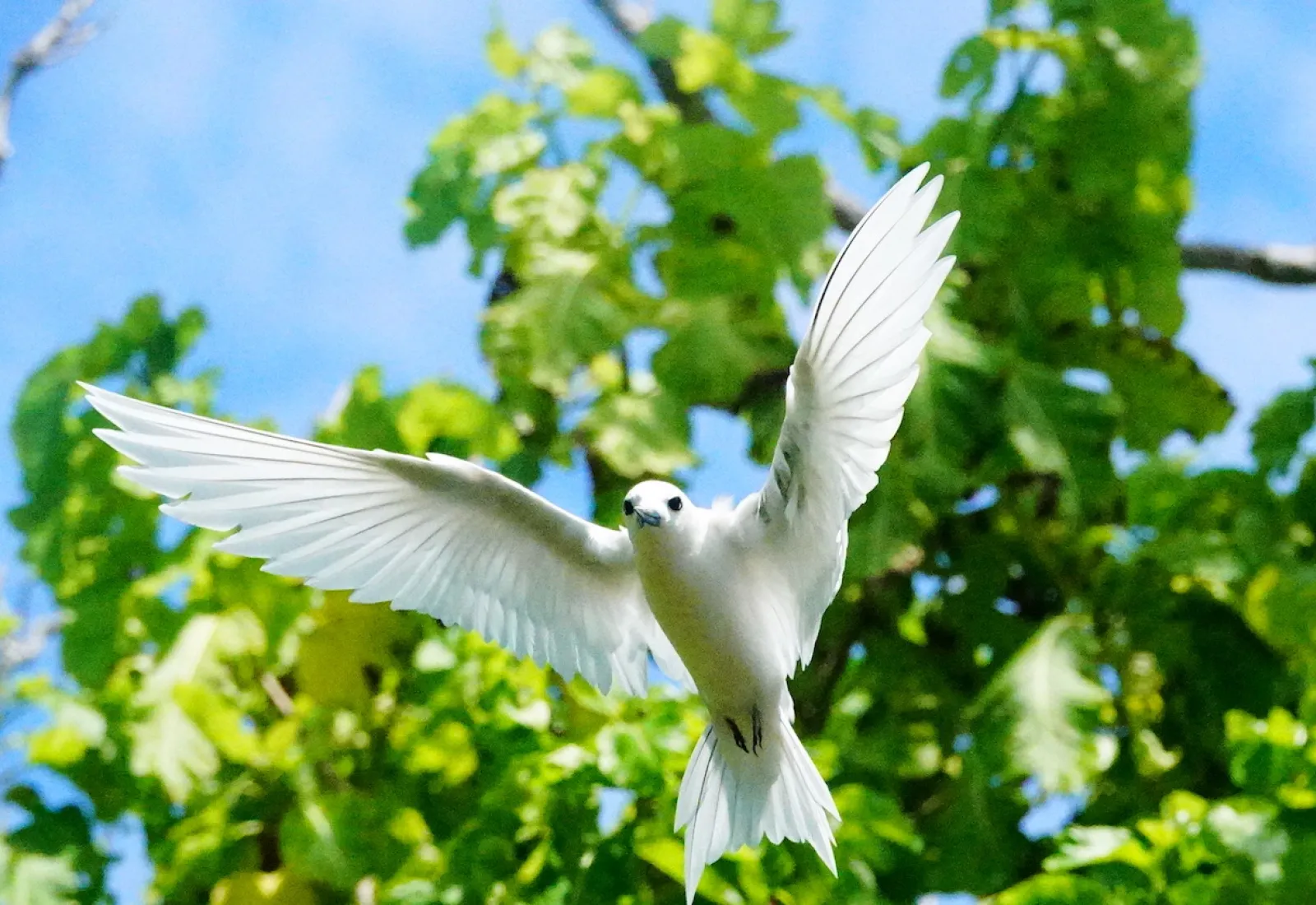 white tern