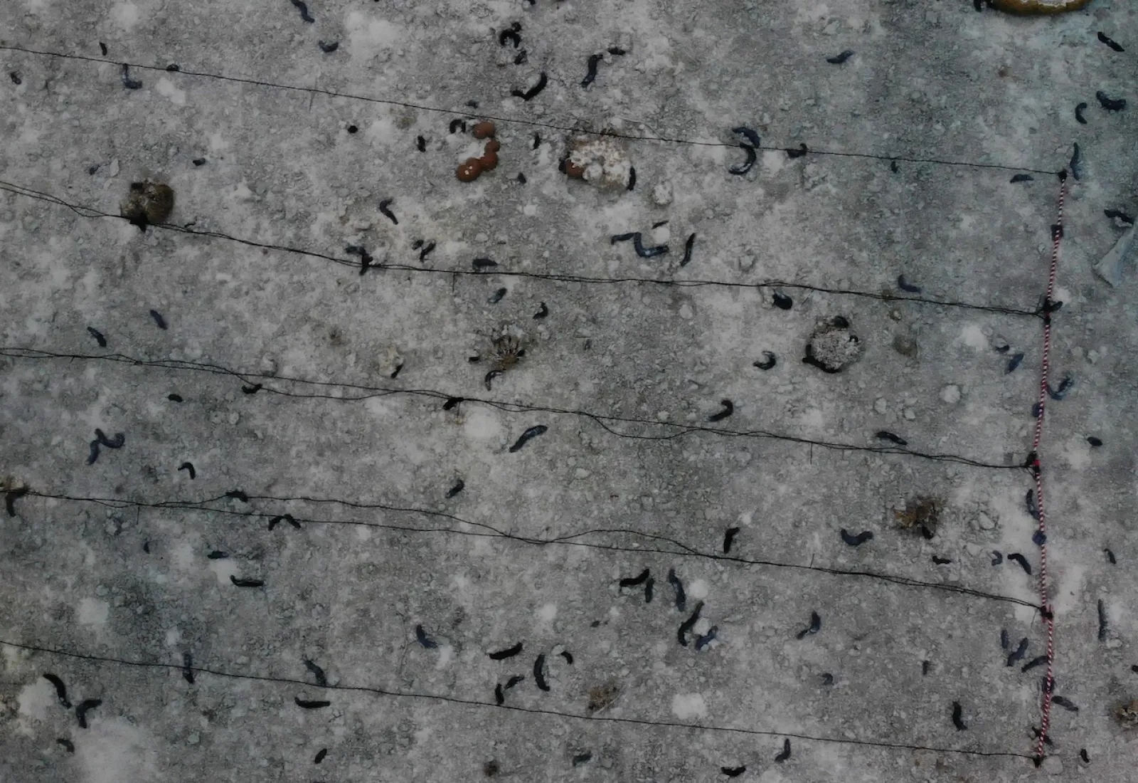 sea cucumber transects