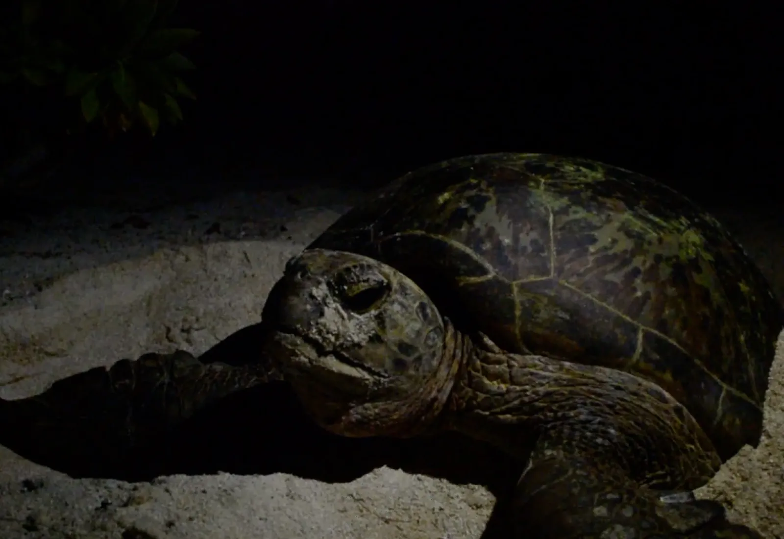 green sea turtle