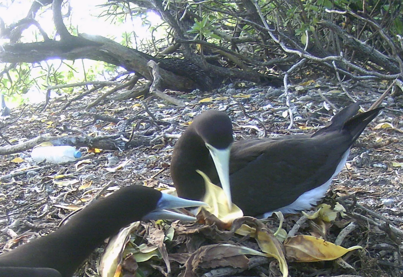 nestbuilding