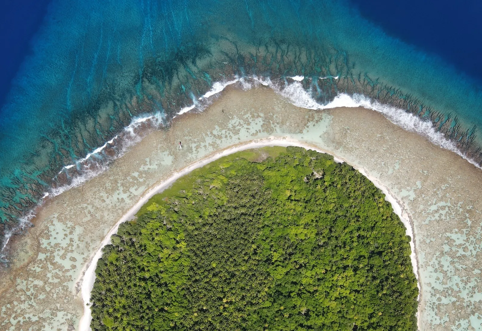 coconut palms on the motu