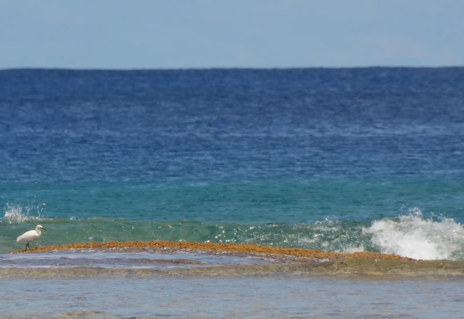 heron on the reef