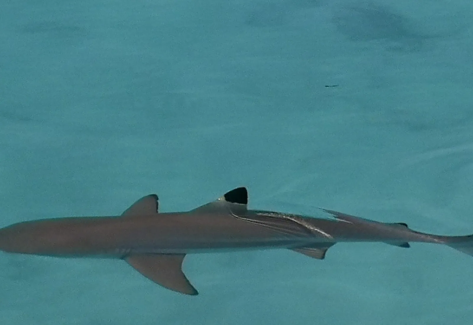 blacktip in the lagoon