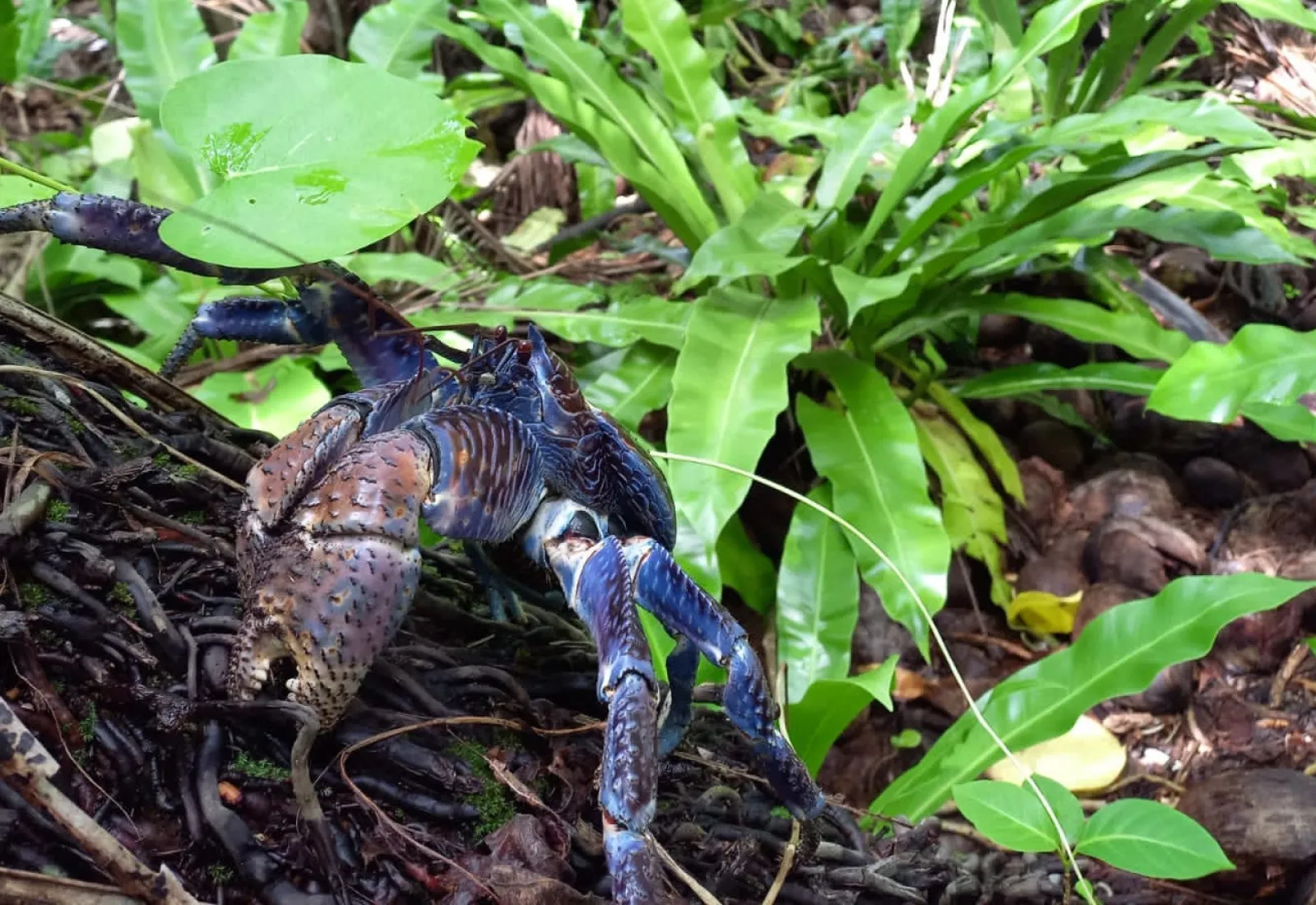 coconut crab in the forest