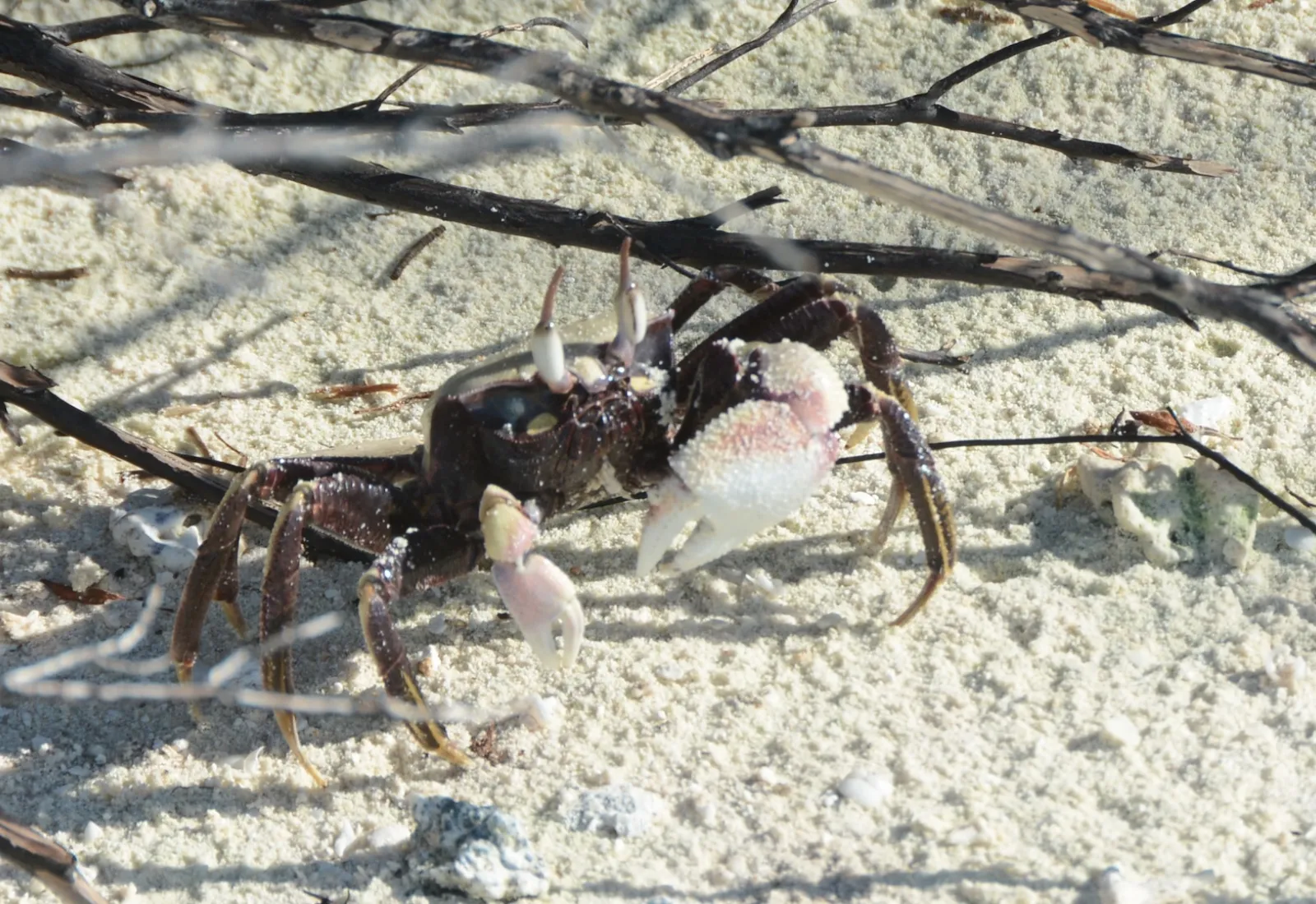 fiddler crab