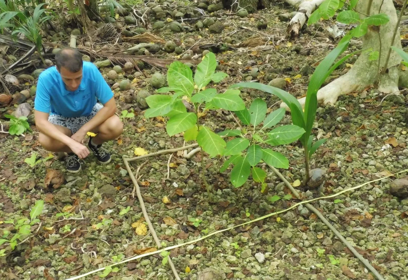 Tobias counting plantlets of Pisonia grandis