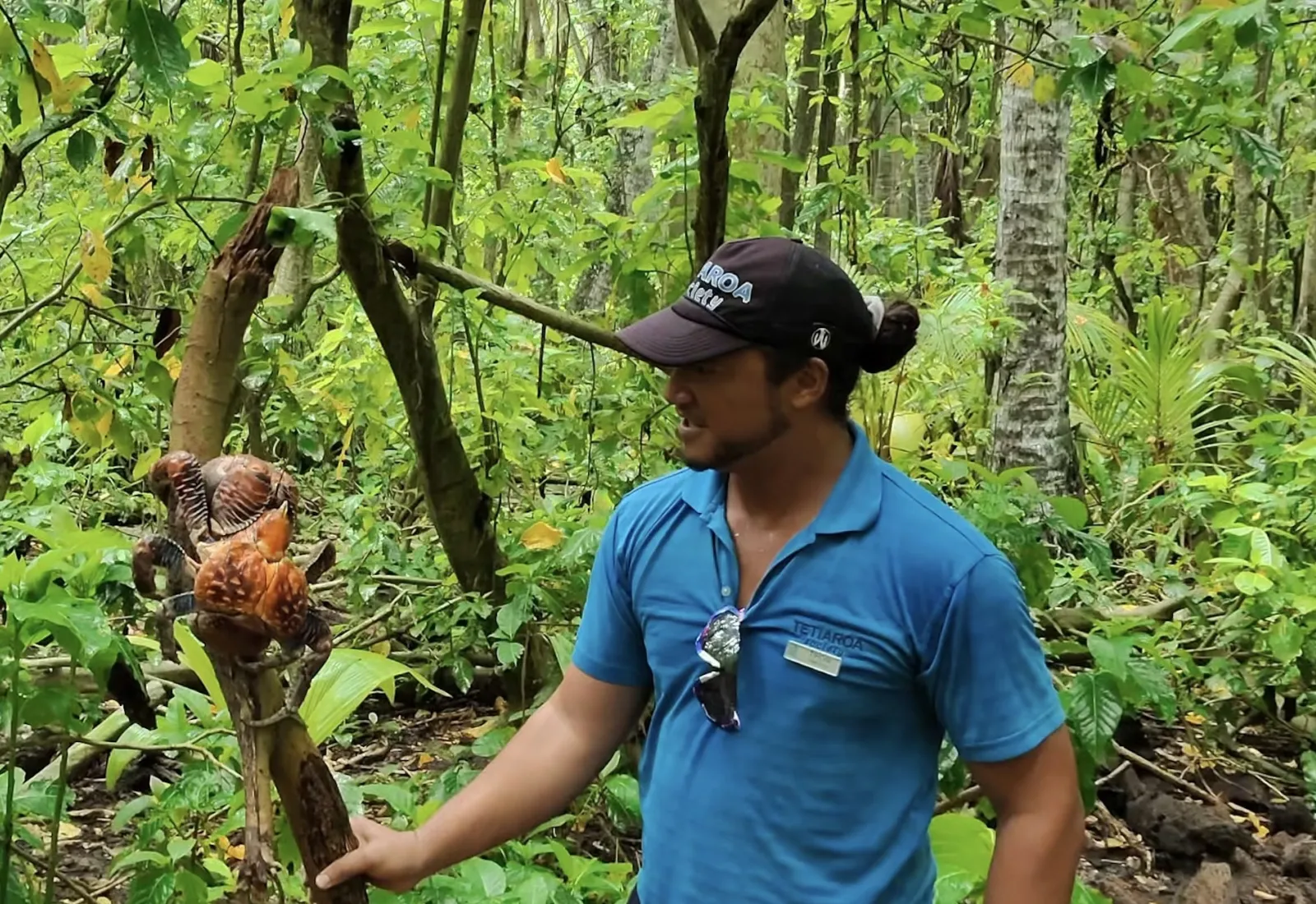 dans la forêt de Tetiaroa