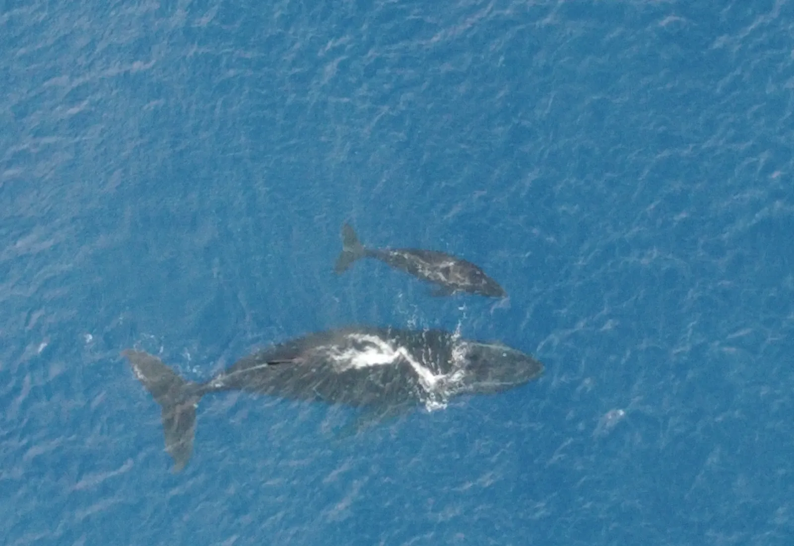 humpback mother and baby