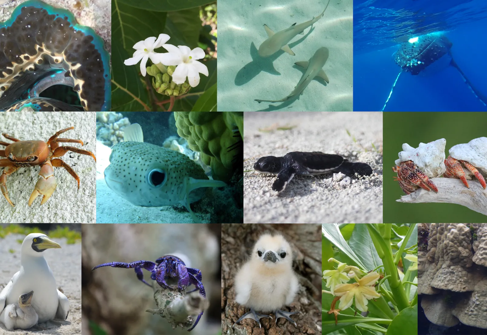 all kinds of critters