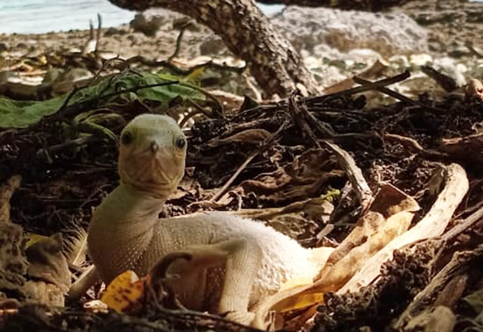 brown booby in its nest