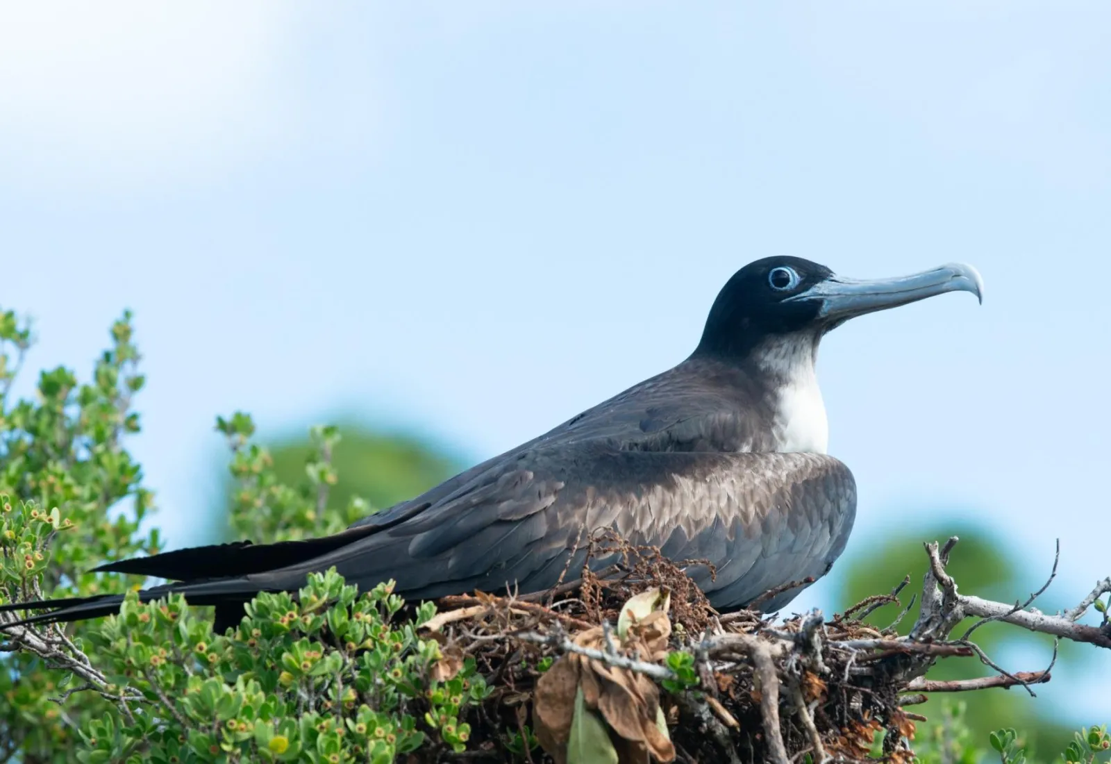frigate bird nesting on Tetiaroa atoll