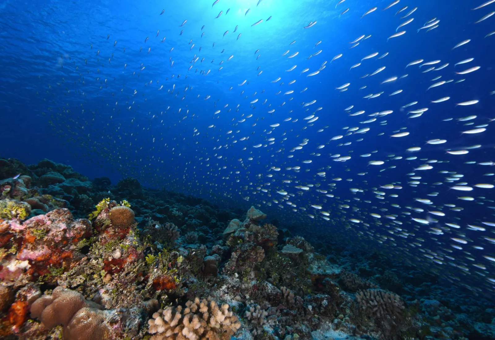 Marine Protected Area