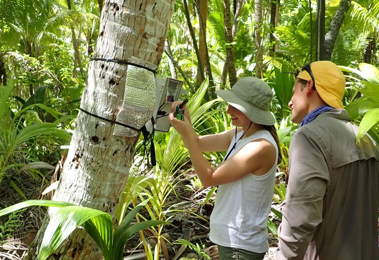 checking on the sapflow sensors