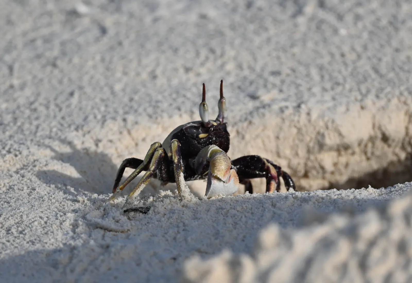 ohiti - ghost crab of tetiaroa