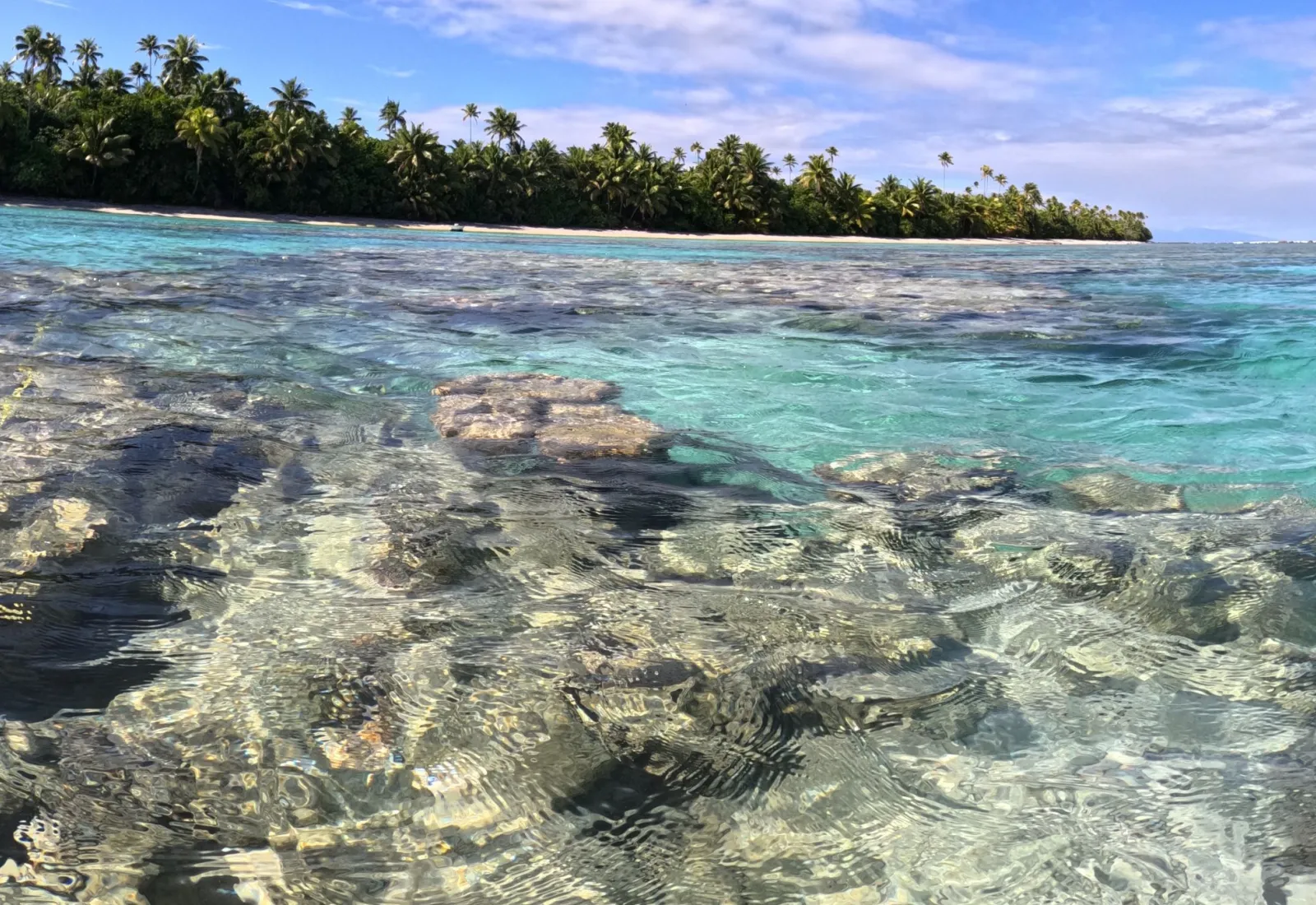 where the urchins thrive