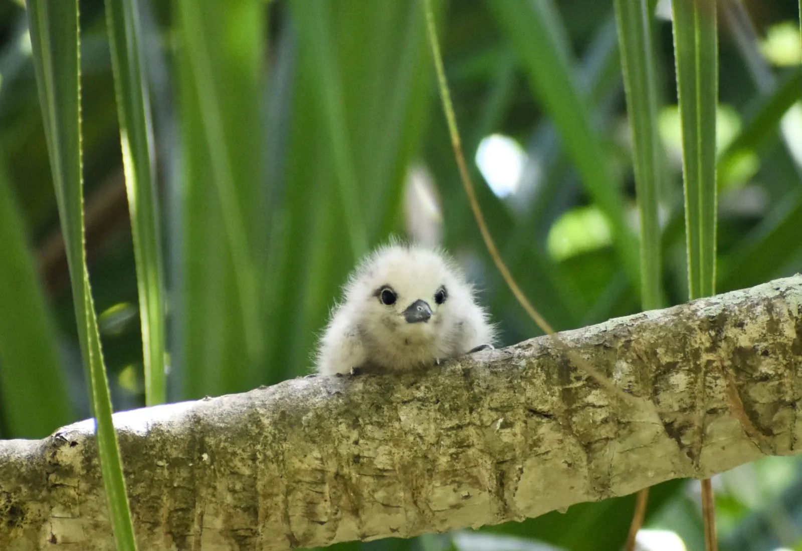baby tern on a branch
