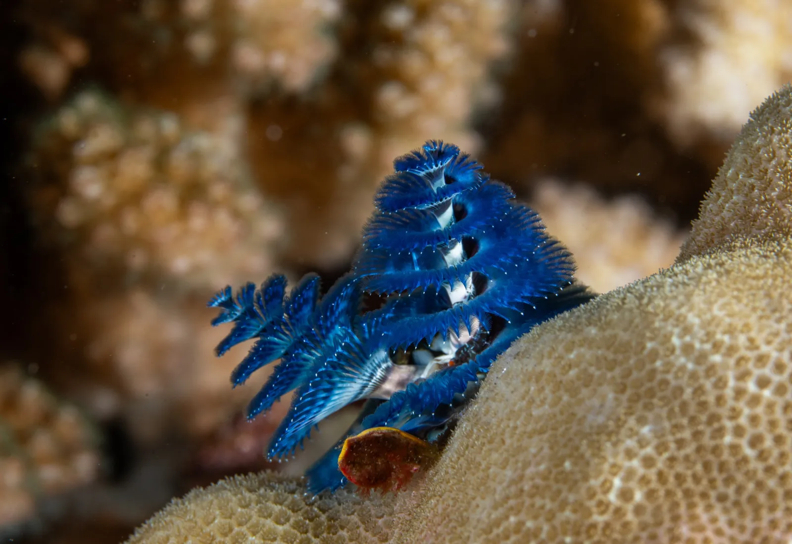 christmas tree worm on a coral head