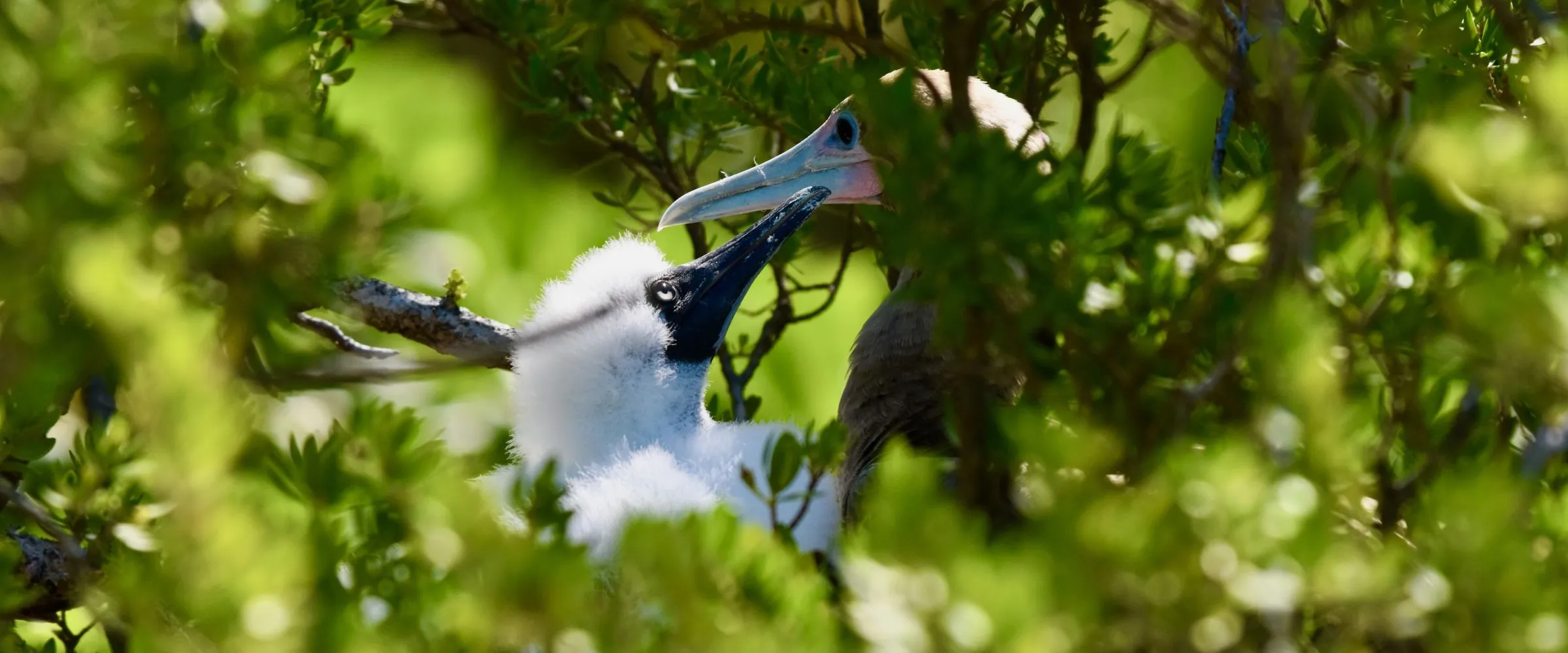 brown booby with juvenile