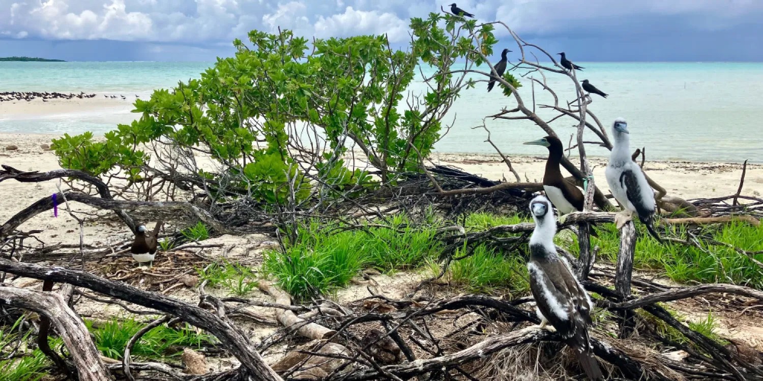Brown boobies on Tetiaroa