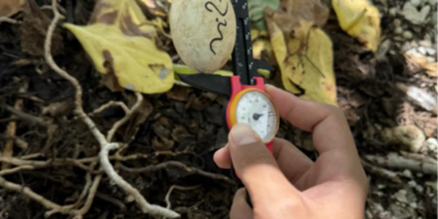 measuring an egg