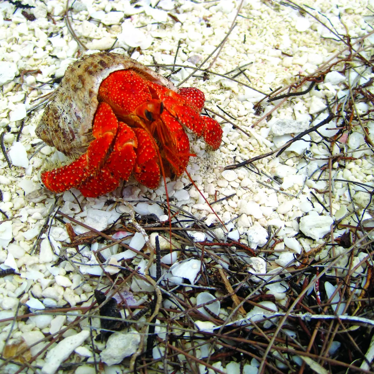 Uá is often found close to coasts because it needs a regular source of sea water for internal osmoregulation and breathing.